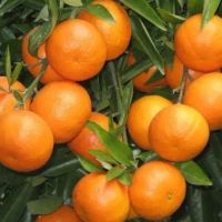 300مترزمین-چسبیده-مسکونی-آب-برق-نصب-قابل-ساخت-شمال