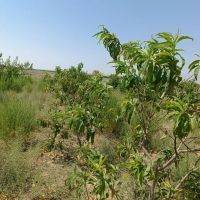 باغ-560-متری-علیشاه-با-درختان-میوه