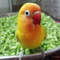 طوطی برزیلی نر|پرنده|شاهرود, |دیوار