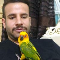 طوطی خورشیدی . سان‌شاین|پرنده|تهران, اتحاد|دیوار