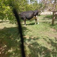گاو صنعتی|حیوانات مزرعه|تهران, زنجان|دیوار