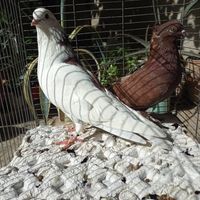 کبوتر هما پرشی و سرخ کاکلی پا چکمه نر و ماده|پرنده|تهران, استاد معین|دیوار