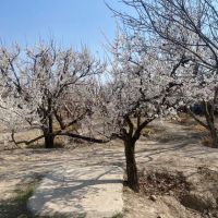 باغ-275-متری-سند-تک-برگ-در-منطقه-ویلای-بکه