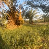 زمین-کشاورزی-زمین-مسکونی