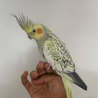 عروس هلندی ماده|پرنده|تهران, یاخچی‌آباد|دیوار