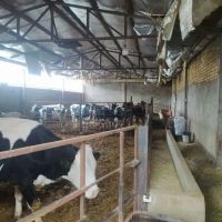 دامداری-اجارهای