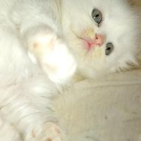 توله گربه اسکاتیش برتیش چشم آبی|گربه|مشهد, طبرسی شمالی|دیوار