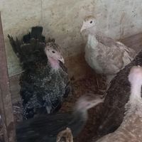 جوجه بوقلمون ۸۰ روزه|حیوانات مزرعه|کرج, مارلیک|دیوار