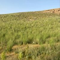 فروش-آب-وزمین-کشاورزی-با-4-الی-پنج-اینچ-اب-چاه