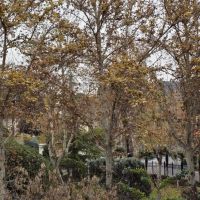 کلنگی-بهترین-بوستان-پاسداران-فروشنده-واقعی