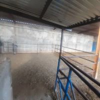 فروش-گاوداری-صنعتی