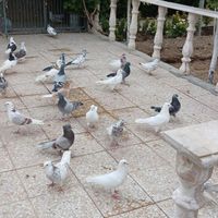 کفتر پرشی|پرنده|تهران, خاوران|دیوار