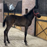 کره نریان ۲سر وارداتی عرب (نوه ی سیلمی کیوآرمارک)|اسب و تجهیزات اسب‌سواری|تهران, چیتگر|دیوار