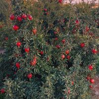 باغ میوه سنددار پیشوا|فروش زمین و ملک کلنگی|تهران, جردن|دیوار