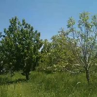 یک قطعه باغ 15 ساله روستای قلات رش|فروش خانه و ویلا|پیرانشهر, |دیوار