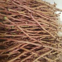 درخت کاری و پیوند پسته|خدمات باغبانی و درختکاری|اصفهان, آبشار|دیوار