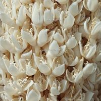 پنیرک نخل خرما گرده لقاح یمار نخل برحی ارد|خوردنی و آشامیدنی|اهواز, کوت عبدالله|دیوار