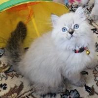 بچه گربه بریتیش چینچیلا|گربه|تهران, اکباتان|دیوار