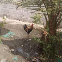 خروس دو رگ|پرنده|بلوک, |دیوار