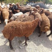 بزغاله چاق گوشتی بزقاله. و بره گوسفند 5تومن|حیوانات مزرعه|کرج, کمال‌شهر|دیوار