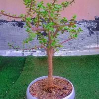 کاکتوس گل آپاتمانی بنسای خرفه گلدان سرامیکی|گل و گیاه طبیعی|تهران, مسعودیه|دیوار