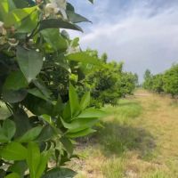 فرست-سرمایه-گذاریه-فروش-فوری-زمین-سند-دار