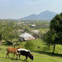 فروش-1000مترزمین-مسکونی-باغی-قلعه-رودخان-ماسوله