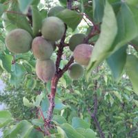 اصلاح خاک زمین وباغ|خدمات باغبانی و درختکاری|تهران, درکه|دیوار