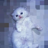 توله گربه اسکاتیش برتیش چشم آبی|گربه|مشهد, طبرسی شمالی|دیوار