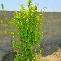 باغ و باغچه185متری (آب چاه)برق/چسب بافت|فروش زمین و ملک کلنگی|تهران, امیریه|دیوار