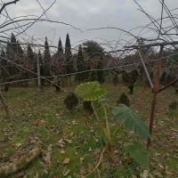 فروش-فوری-زمین-4000متری