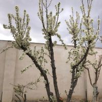 باغ و باغچه/۴۲۰متر/سندتک برگ|فروش زمین و ملک کلنگی|تهران, شهرک ولیعصر|دیوار