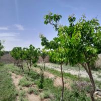 باغچه-400-منری