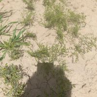 زمین-تفکیک-شده