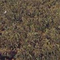 اجاره-10-هکتار-زمین-کشاورزی-با-3-اینچ-اب