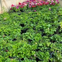 باغچه کاری و مشاوره|گل و گیاه طبیعی|تهران, عبدل‌آباد|دیوار