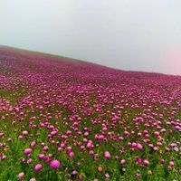 تور یک روزه ییلاق رویایی سلانسر اجرا انحصاری و شاد|تور و چارتر|تهران, ستارخان|دیوار