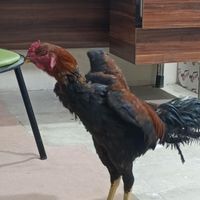 خروس لاری|حیوانات مزرعه|تهران, جی|دیوار