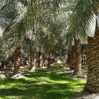 فروش-باغ-قصب-با-امکانات-کامل