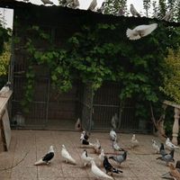 کفتر پرشی|پرنده|تهران, خاوران|دیوار