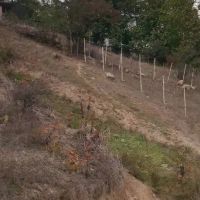 زمین-به-متراژ-270-در-دوهزار-کلیشم-داخل-بافت