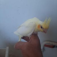 جوجه عروس هلندی ۴۰ روزه سرلاکی|پرنده|خوی, |دیوار