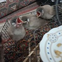 قناری خرمایی|پرنده|شادگان, |دیوار