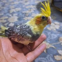 عروس هلندی|پرنده|کرمانشاه, |دیوار