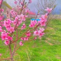 فروش-خانه-باغ