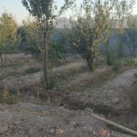 پلاک-باغ-هزار-متری-روران-ازیران