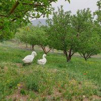 باغ ویلایی در ۸ کیلومتری جاده اهر مشگین|فروش خانه و ویلا|تبریز, |دیوار