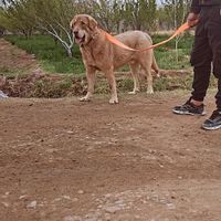 بالتو ۱۳ماهه|سگ|تبریز, |دیوار