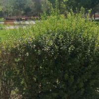 ویلایی-دربست-دفتر-کار-حاشیه-بلوار-اصلی
