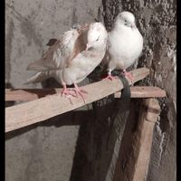 کفتر گمشده کبوتر پرنده|حیوانات|ساوه, |دیوار